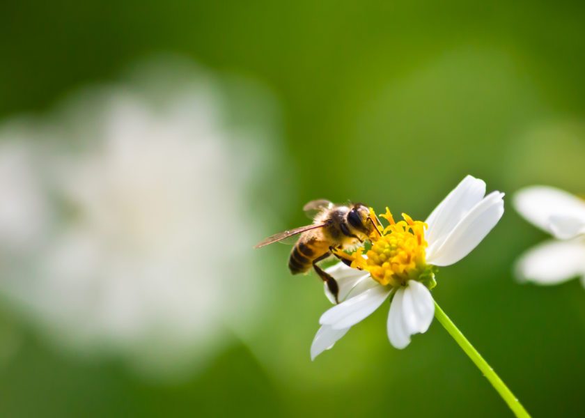 bee